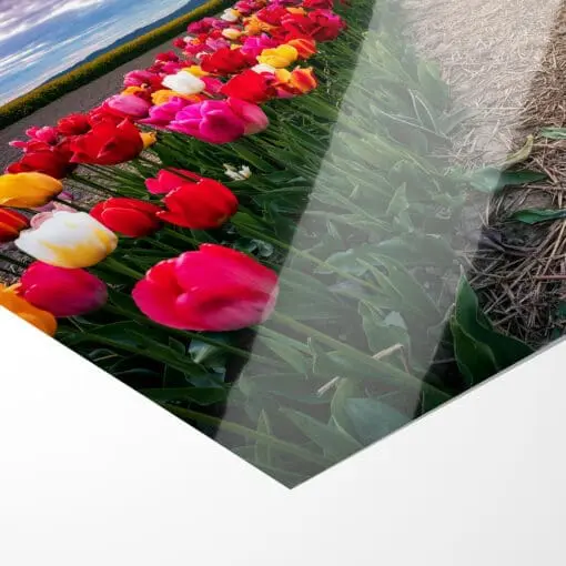 Fotoabzug (01064) Tulpenfeld am Abend – Bild 4