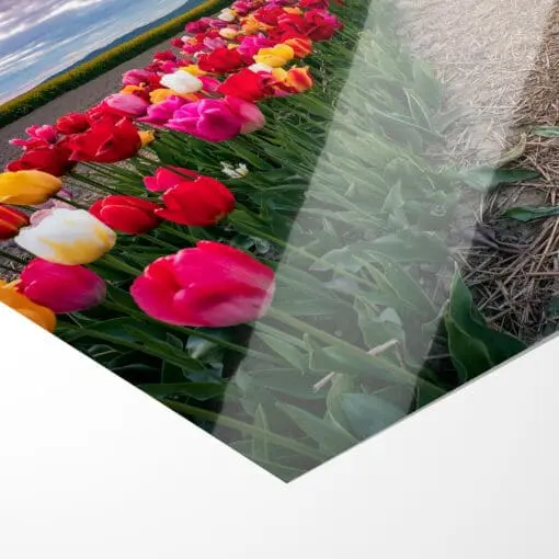 Poster (01064) Tulpenfeld am Abend – Bild 2