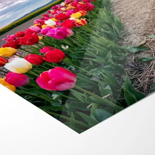 Poster (01064) Tulpenfeld am Abend – Bild 5
