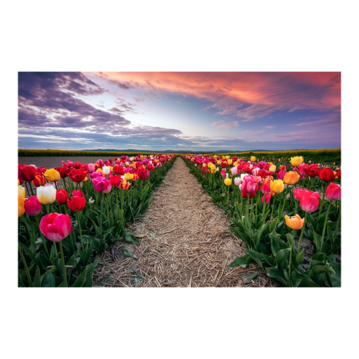 Alu-Dibond (01064) Tulpenfeld am Abend