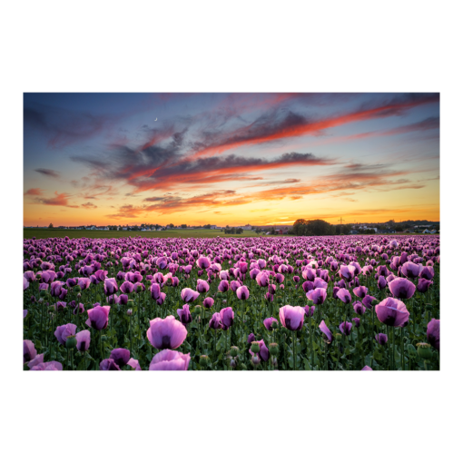 Leinwand (01074) Mohnfeld am Abend
