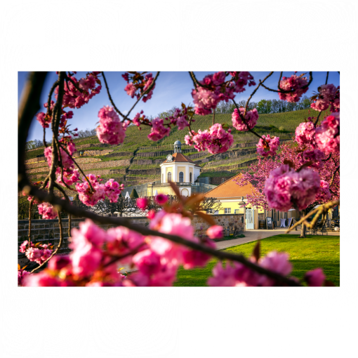 Acryl Board (01634) Schloss Wackerbarth im Frühling