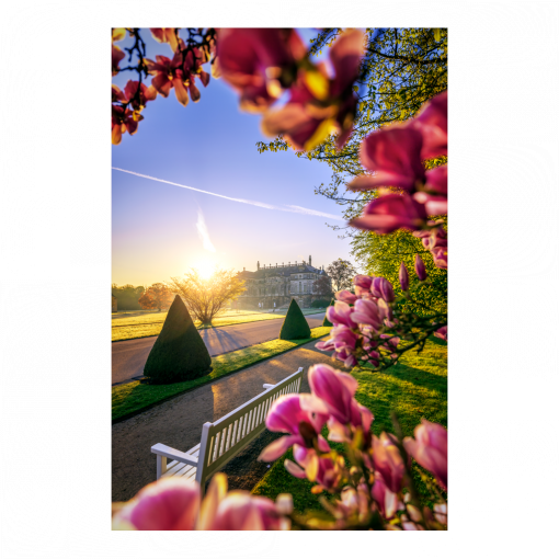 Acryl Board (01635) Magnolie im Großen Garten