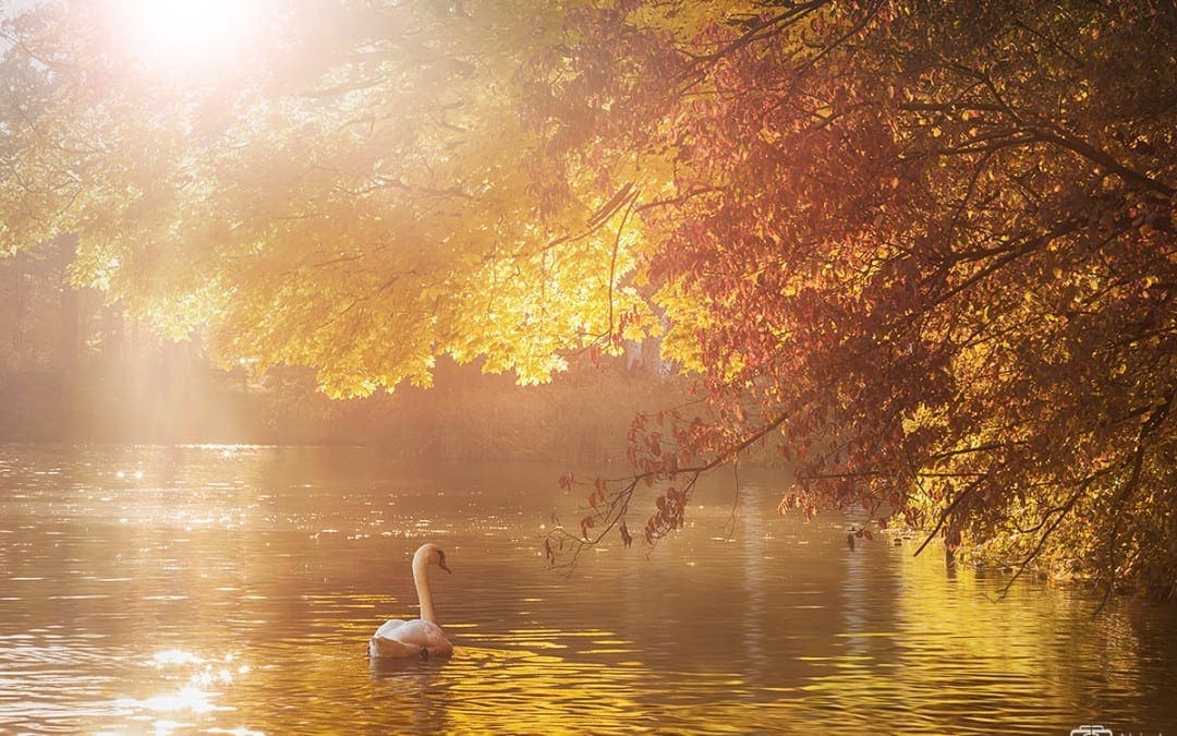 Der Schwan