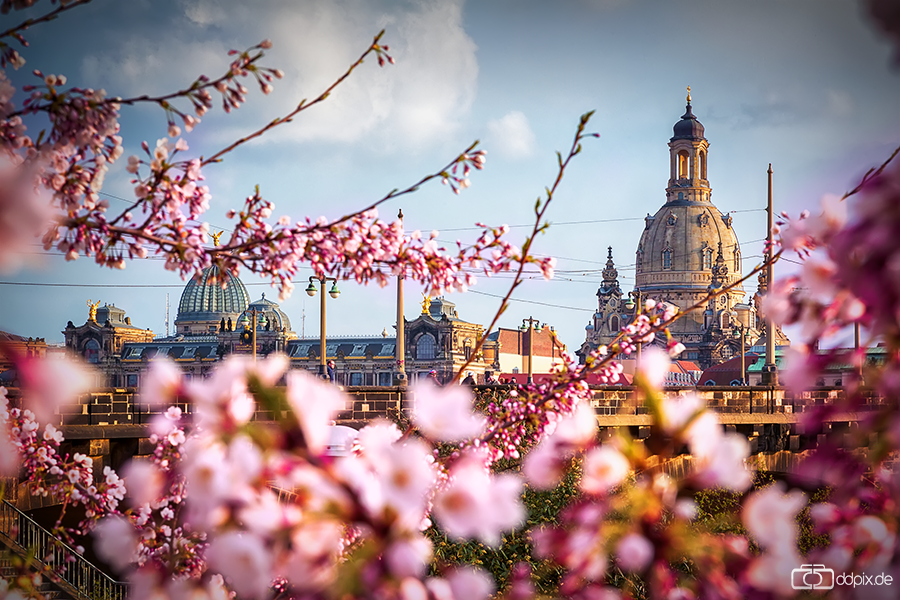 Frühling in Dresden