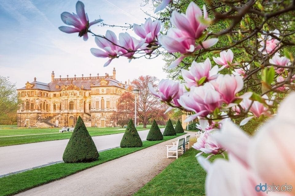 Endlich Frühling in Dresden!