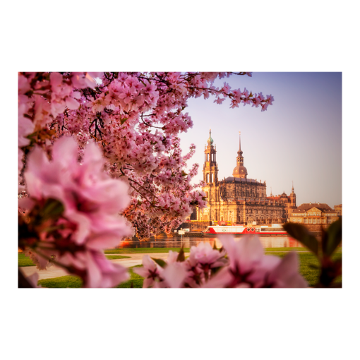 Alu-Dibond (00252) Kirschblüten mit Hofkirche