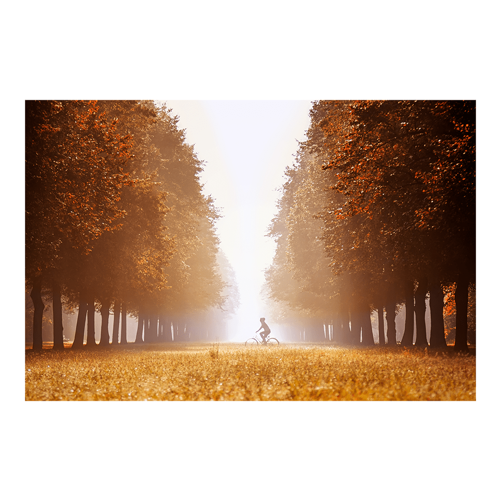 Alu-Dibond (00390) Großer Garten im Nebel
