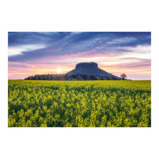 Poster (00693) Lilienstein mit Rapsfeld