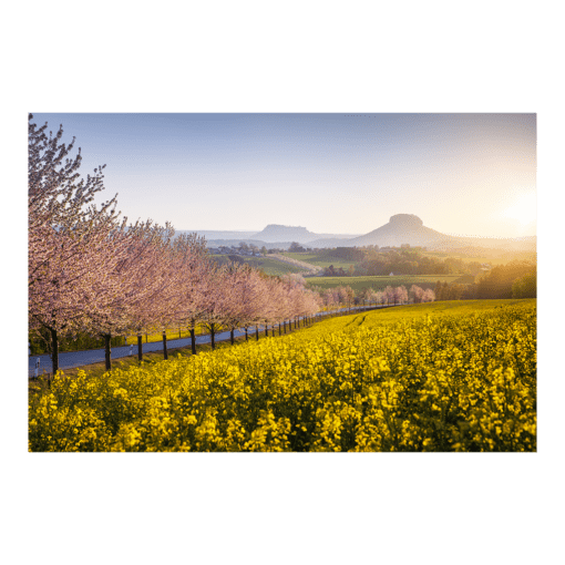 Acryl Board (00789) Sächsische Schweiz im Frühling