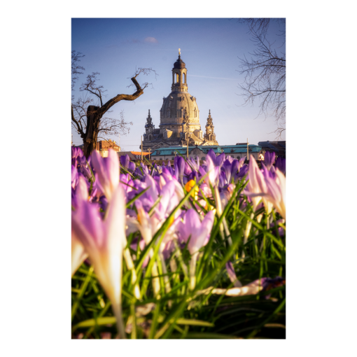 Leinwand (00907) Krokusse mit Frauenkirche