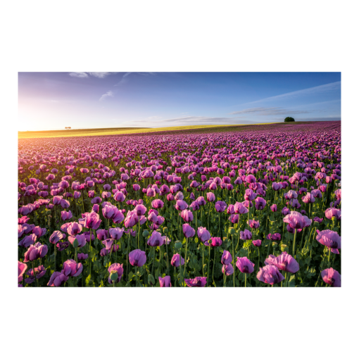 Poster (00955) Mohnfeld zum Sonnenaufgang