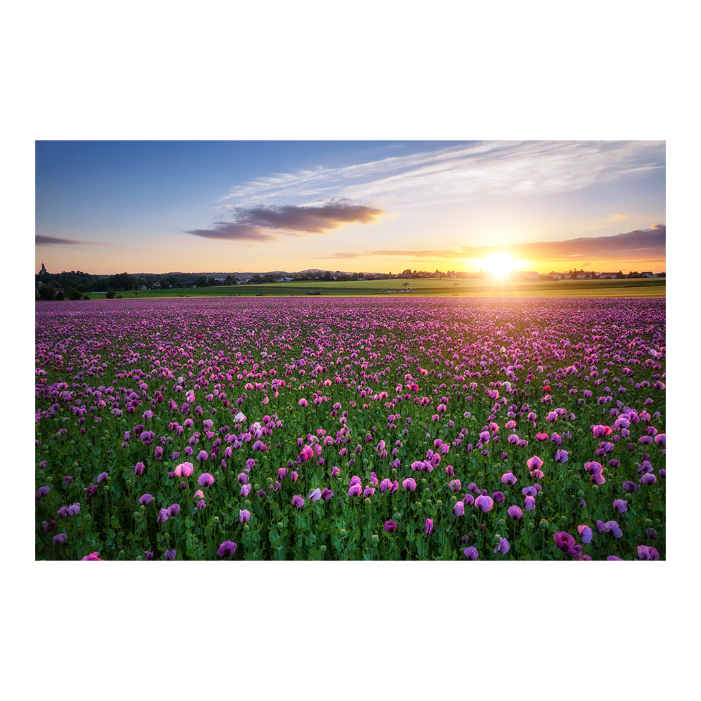 Fotoabzug (00956) Mohnfeld zum Sonnenuntergang