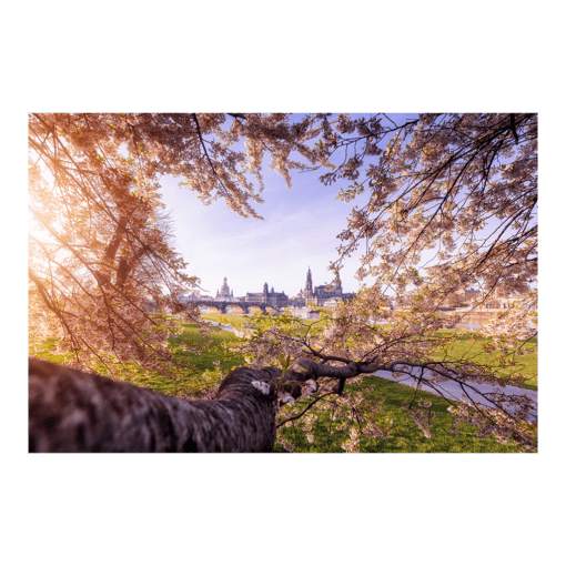 Leinwand (01049) Dresden im Frühling