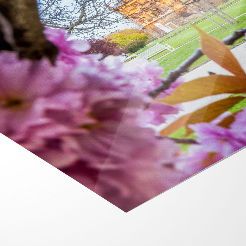 Fotoabzug (01057) Frühling am Palais – Bild 5