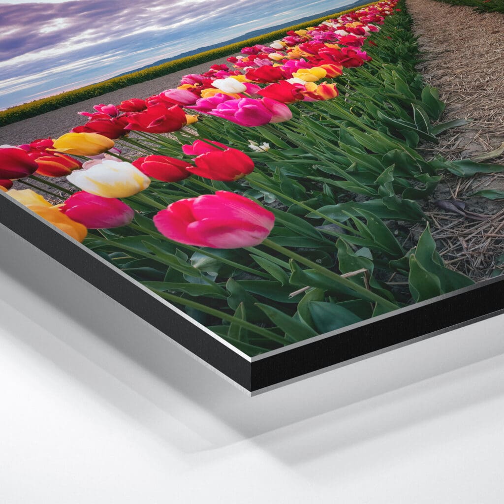 Alu-Dibond (01064) Tulpenfeld am Abend – Bild 3