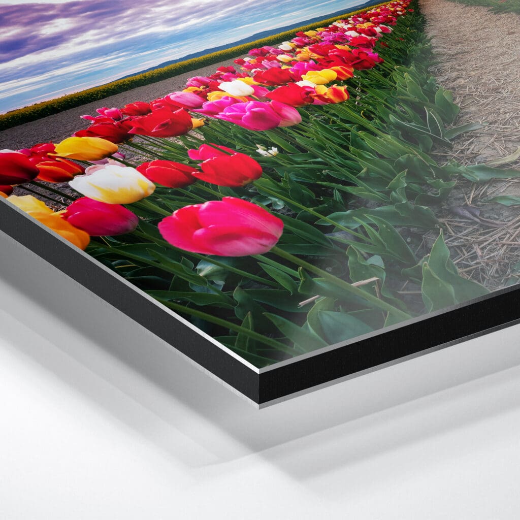 Alu-Dibond (01064) Tulpenfeld am Abend – Bild 4