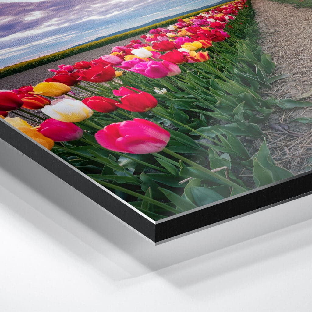 Alu-Dibond (01064) Tulpenfeld am Abend – Bild 5
