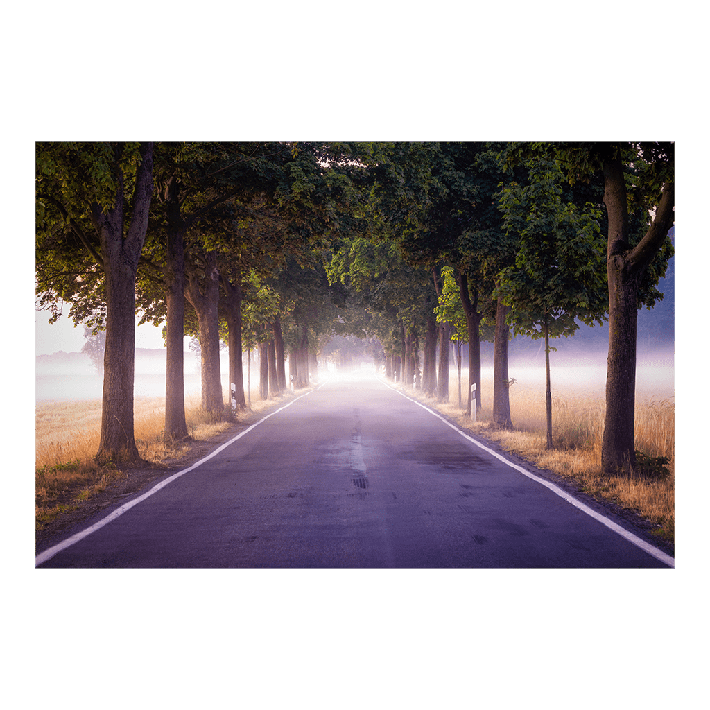 Poster (01085) Baumallee im Nebel