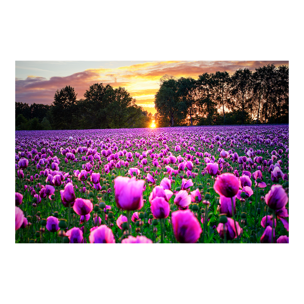Poster (01239) Mohnfeld am Abend | ddpix.de