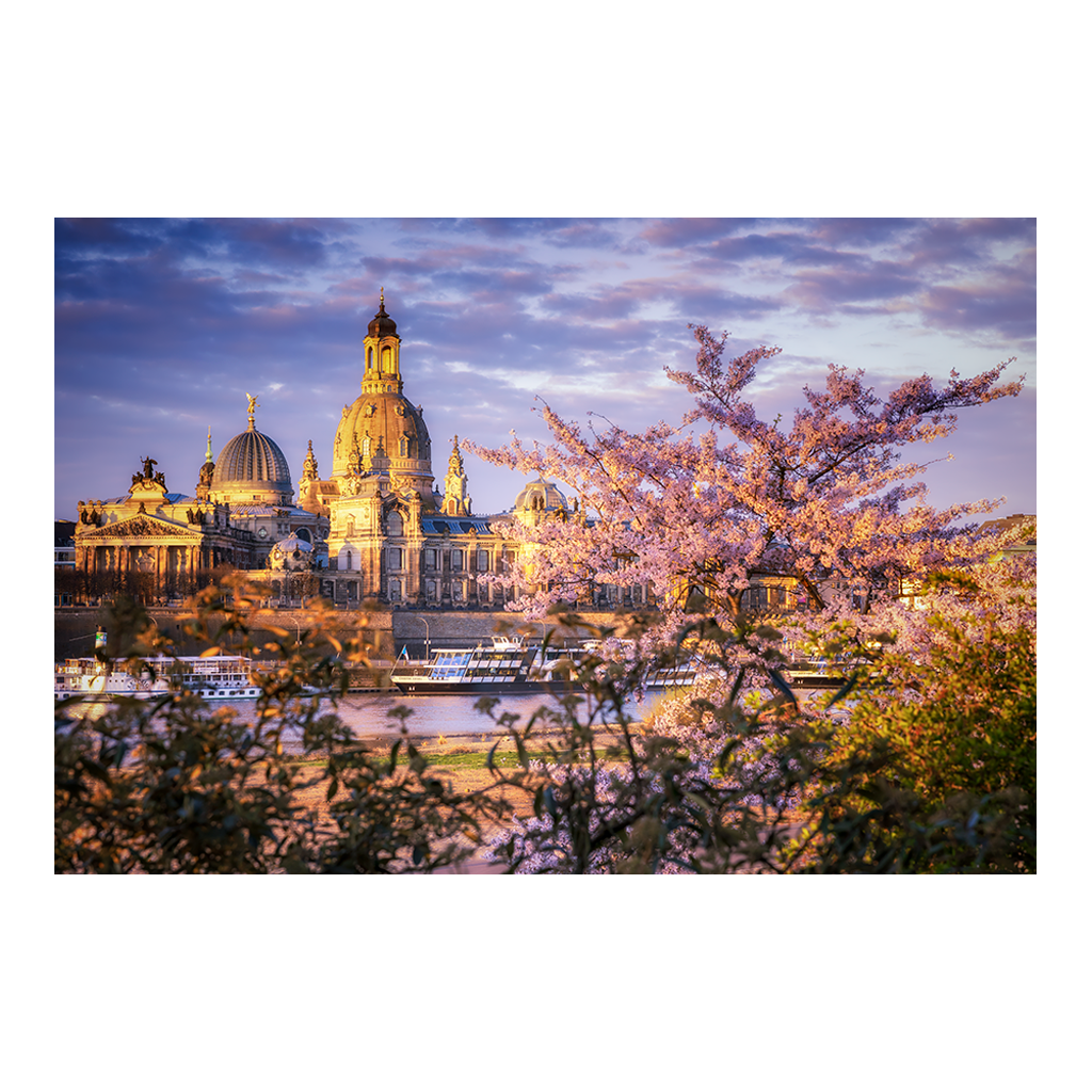 Fotoabzug (01630) Frauenkirche mit Kirschbaum