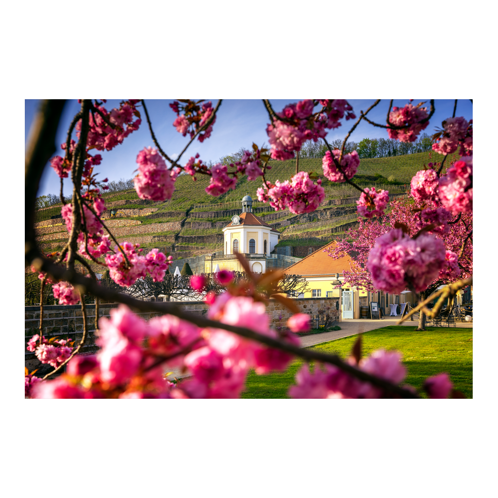 Acryl Board (01634) Schloss Wackerbarth im Frühling
