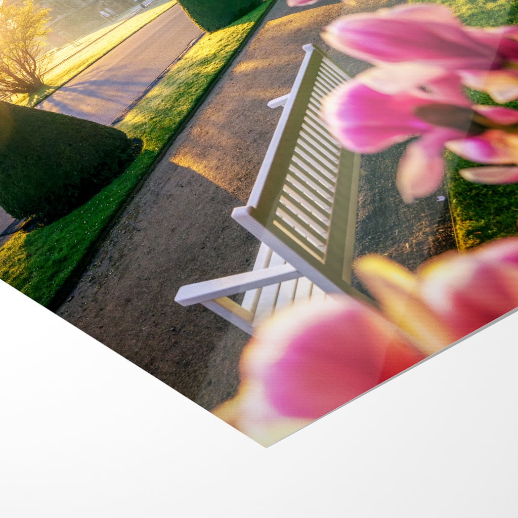 Fotoabzug (01635) Magnolie im Großen Garten – Bild 5