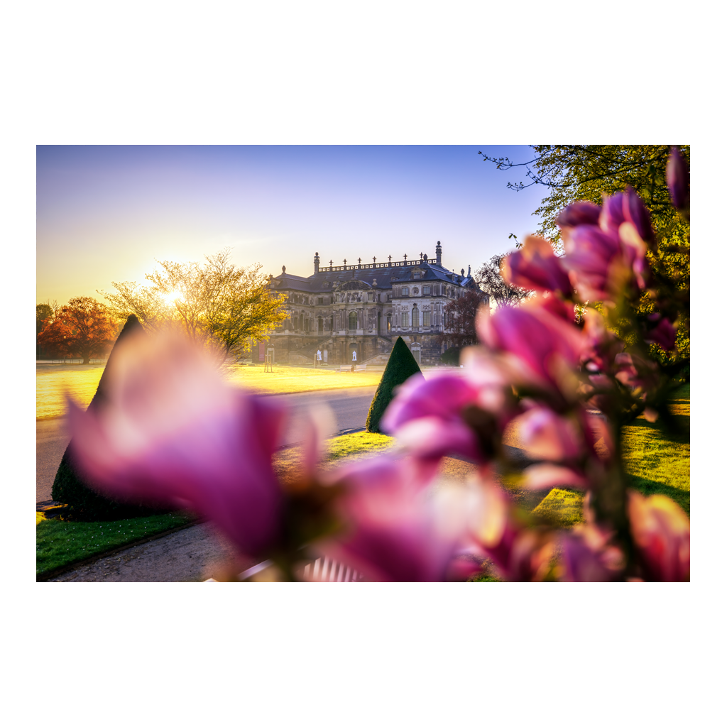 Alu-Dibond (01636) Magnolie am Palais
