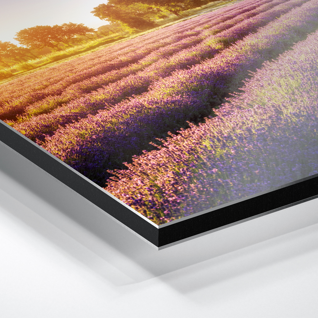 Alu-Dibond (01698) Lausitzer Lavendel – Bild 2