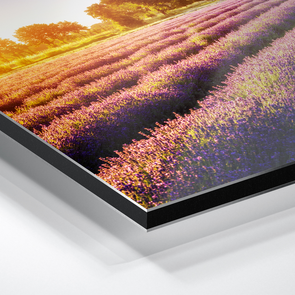 Alu-Dibond (01698) Lausitzer Lavendel – Bild 4