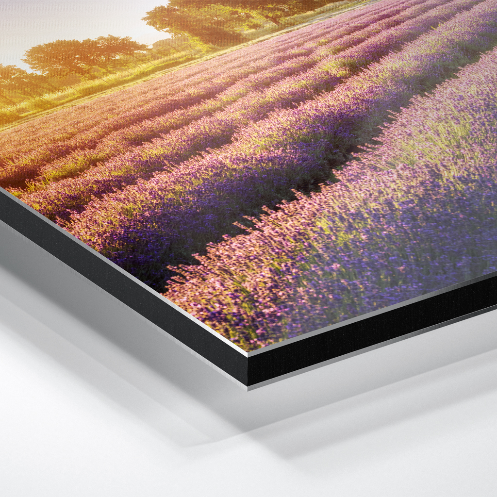 Alu-Dibond (01698) Lausitzer Lavendel – Bild 5