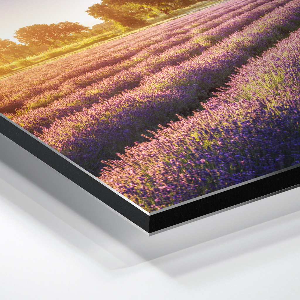 Alu-Dibond (01698) Lausitzer Lavendel – Bild 6
