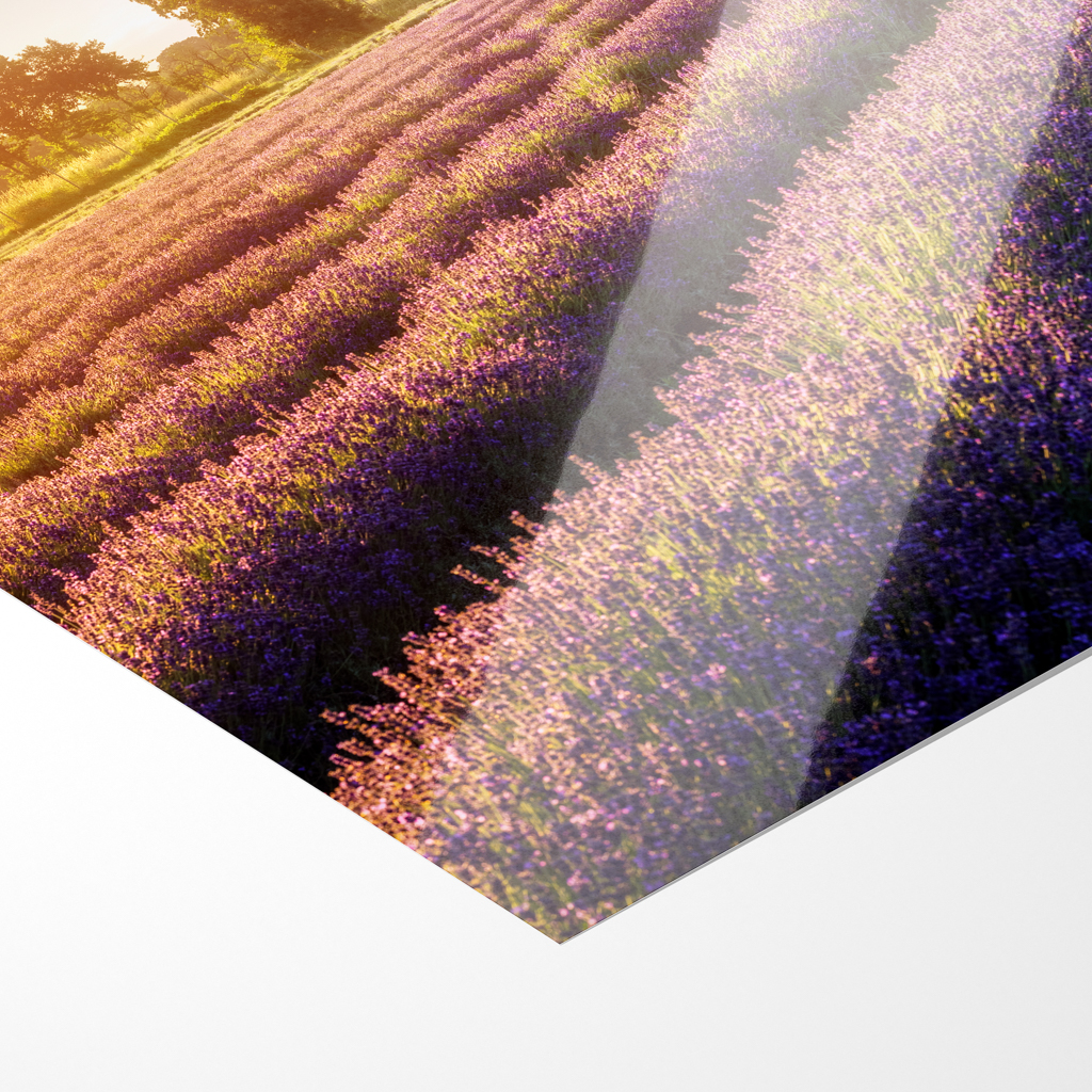 Fotoabzug (01698) Lausitzer Lavendel – Bild 2
