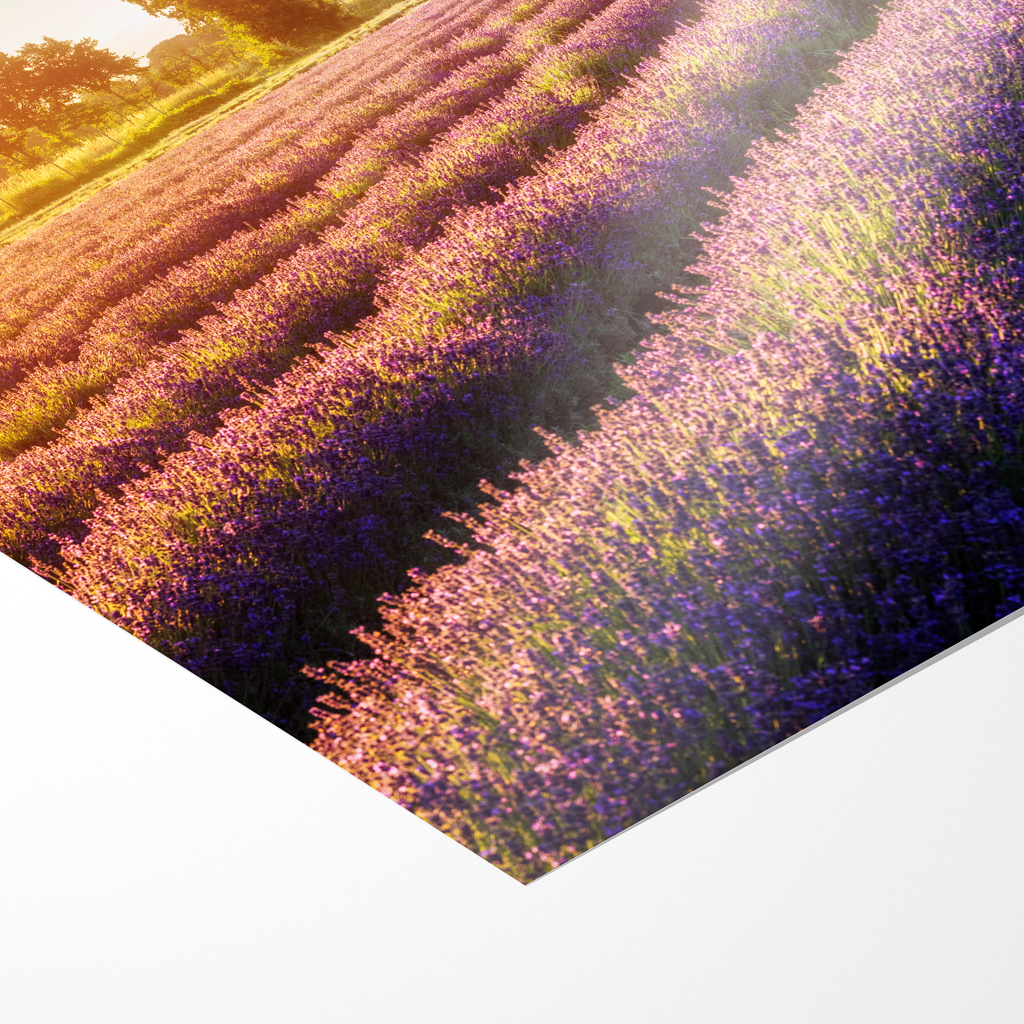 Fotoabzug (01698) Lausitzer Lavendel – Bild 3