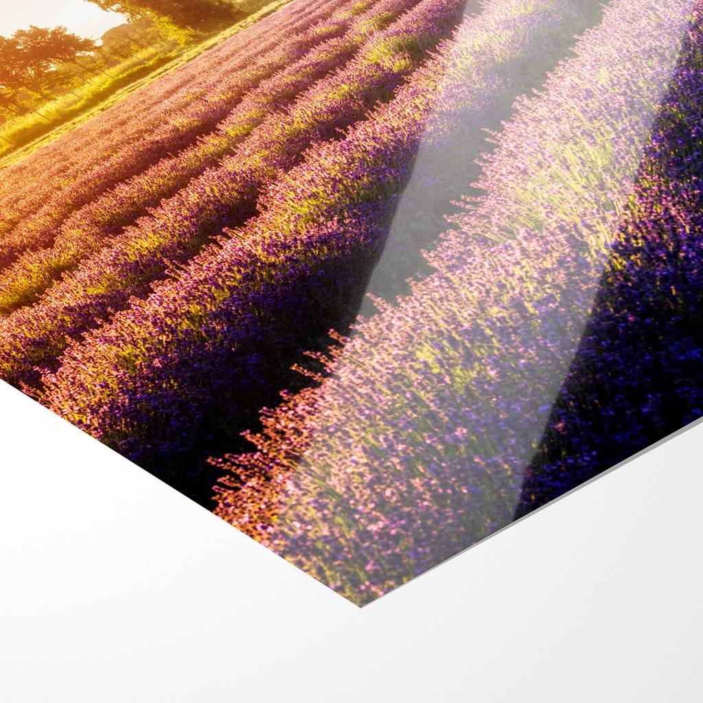 Poster (01698) Lausitzer Lavendel – Bild 4
