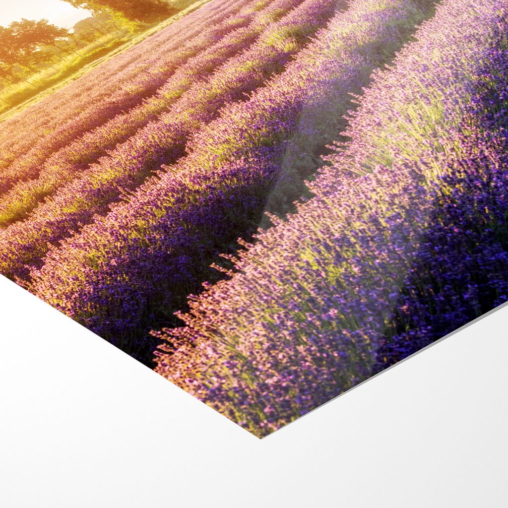 Poster (01698) Lausitzer Lavendel – Bild 5