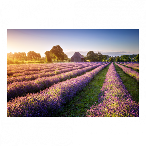 Poster (01698) Lausitzer Lavendel