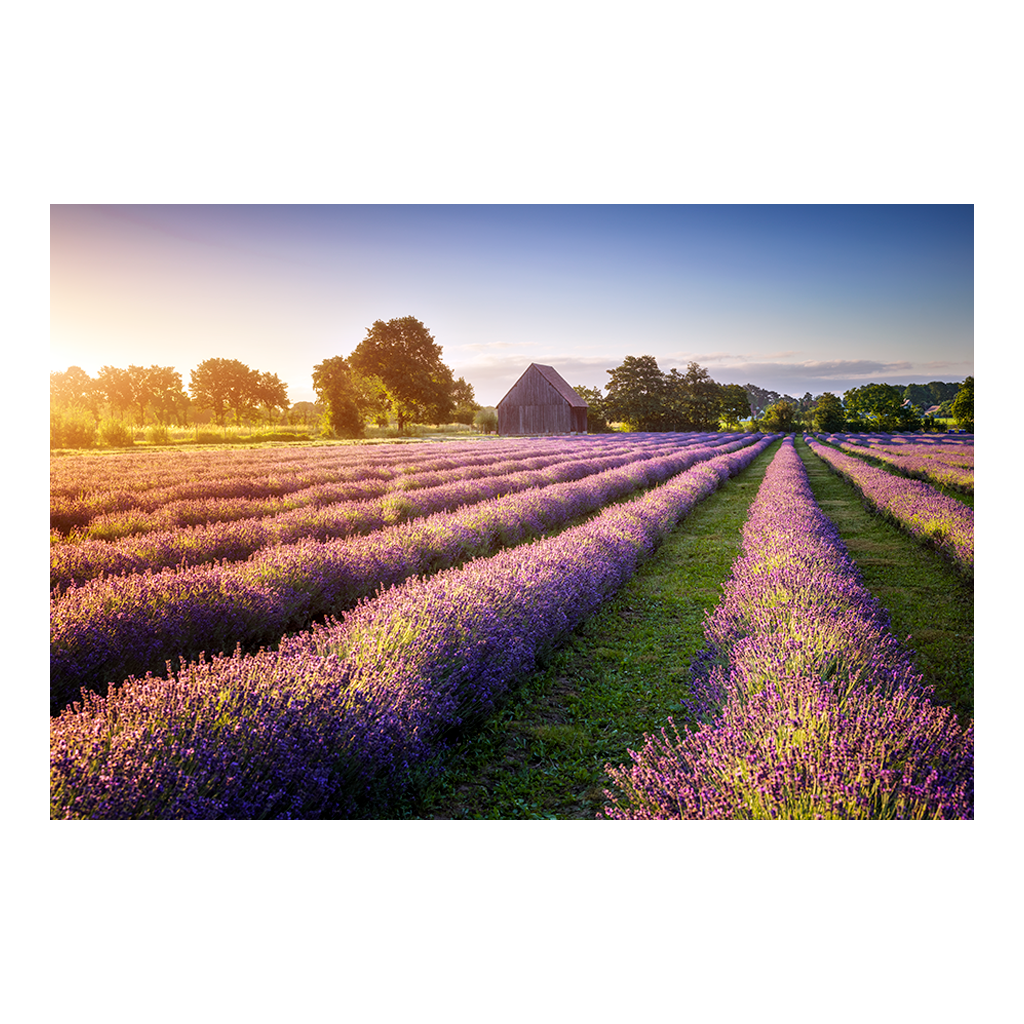 Poster (01698) Lausitzer Lavendel