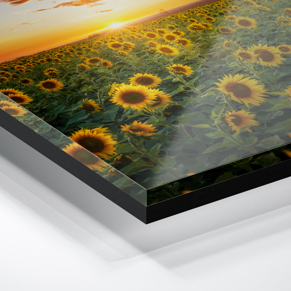 Acryl Board (01699) Sonnenblumenfeld – Bild 3