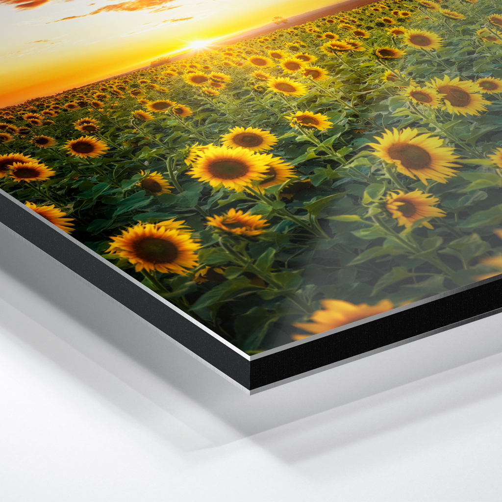 Alu-Dibond (01699) Sonnenblumenfeld – Bild 4