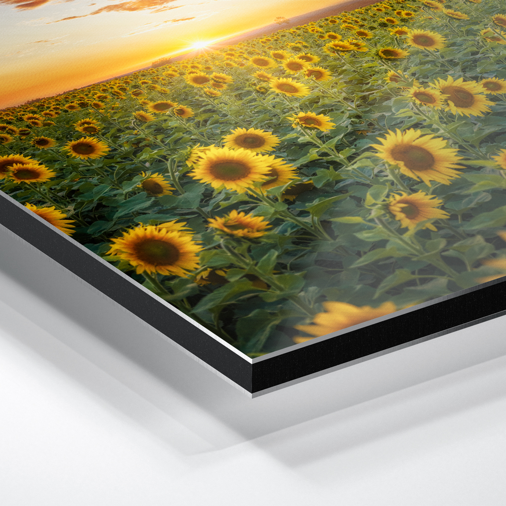 Alu-Dibond (01699) Sonnenblumenfeld – Bild 5