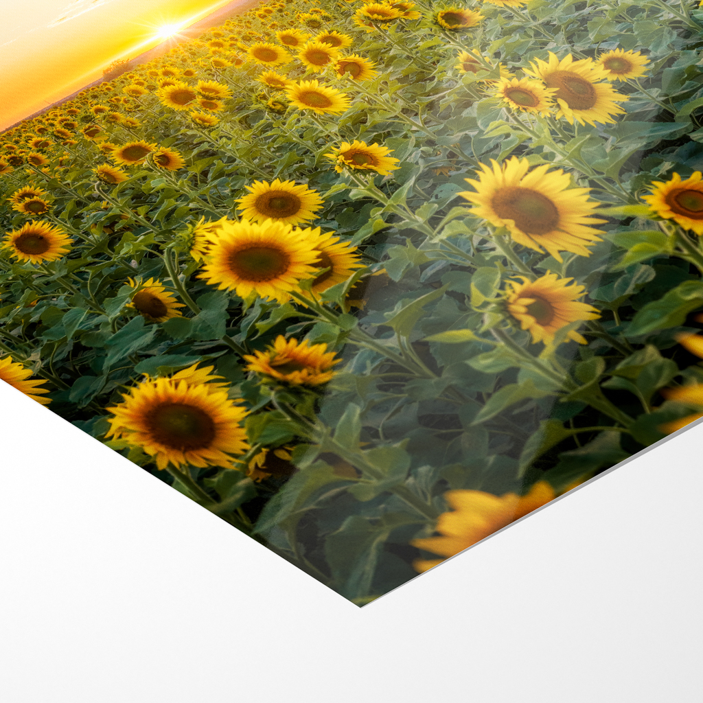 Fotoabzug (01699) Sonnenblumenfeld – Bild 5