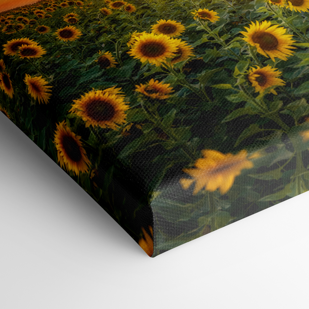 Leinwand (01699) Sonnenblumenfeld – Bild 3