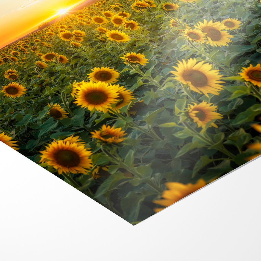 Poster (01699) Sonnenblumenfeld – Bild 3