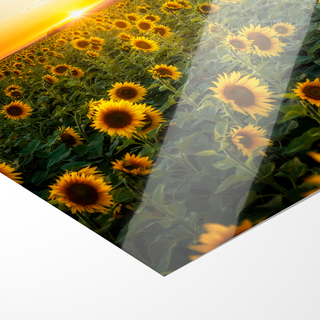 Poster (01699) Sonnenblumenfeld – Bild 4