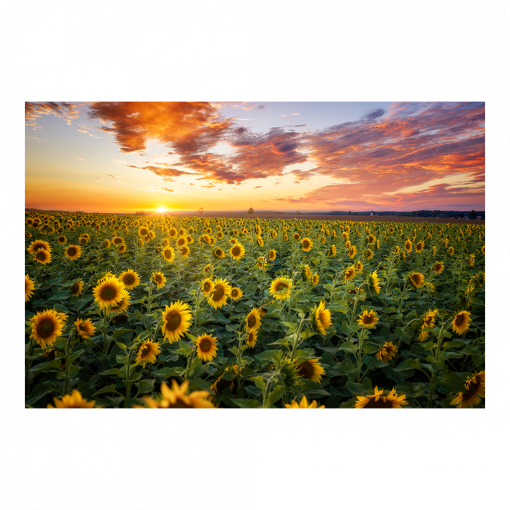 Poster (01699) Sonnenblumenfeld
