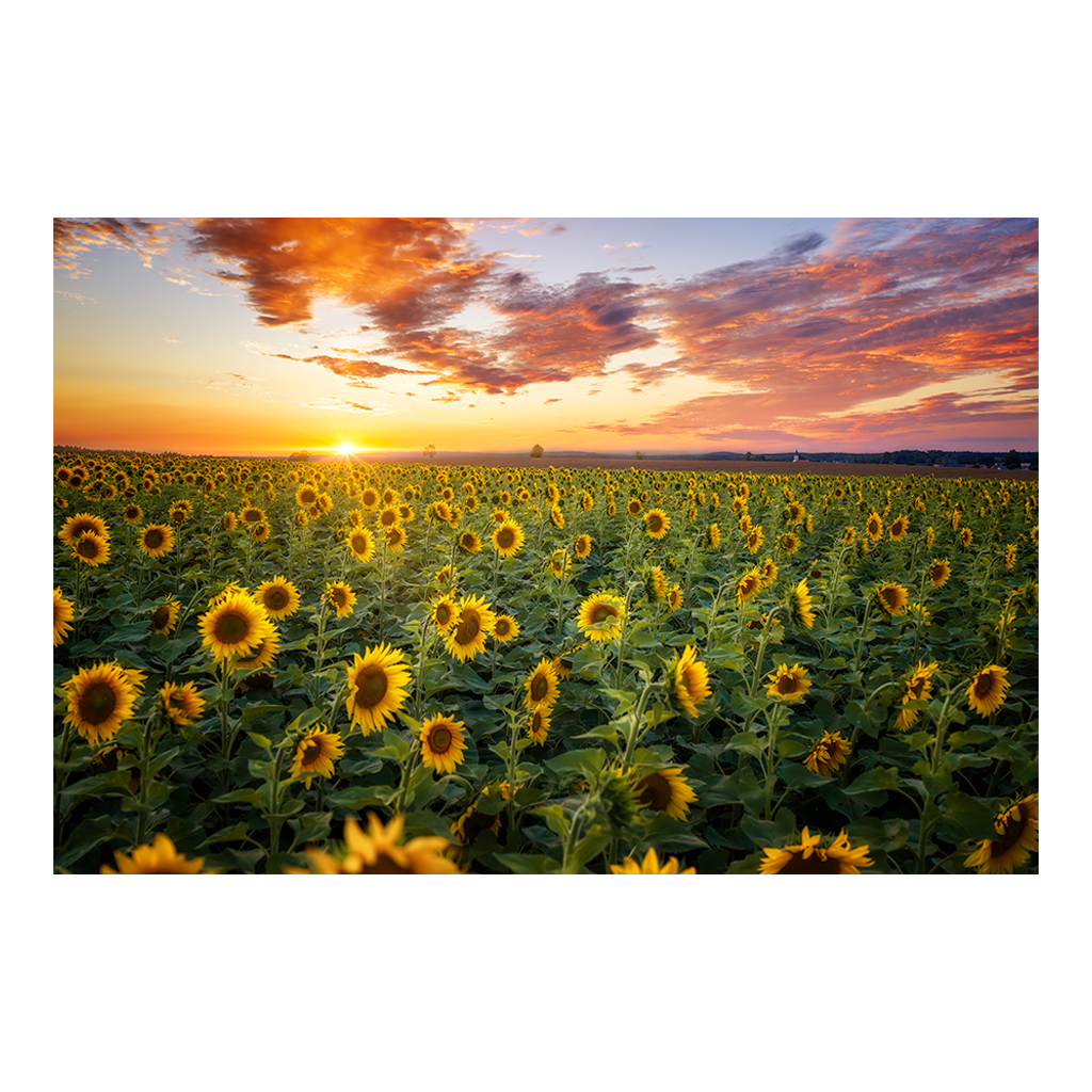 Poster (01699) Sonnenblumenfeld