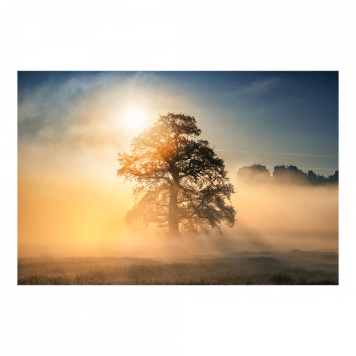 Poster (01485) Baum mit Schrammsteinen